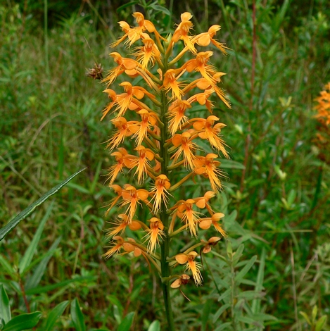 {Platanthera chapmanii}